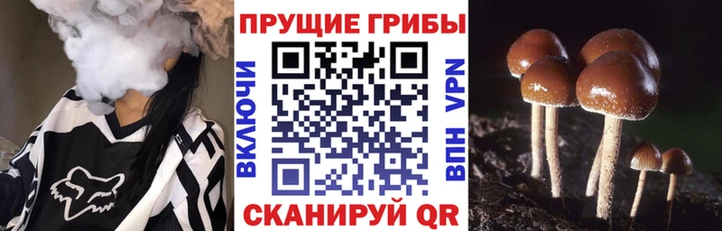 KRAKEN   Суворов  Галлюциногенные грибы GOLDEN TEACHER 